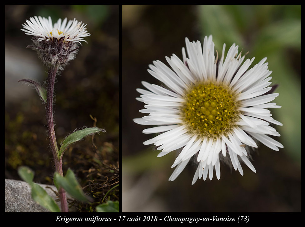 Erigeron uniflorus